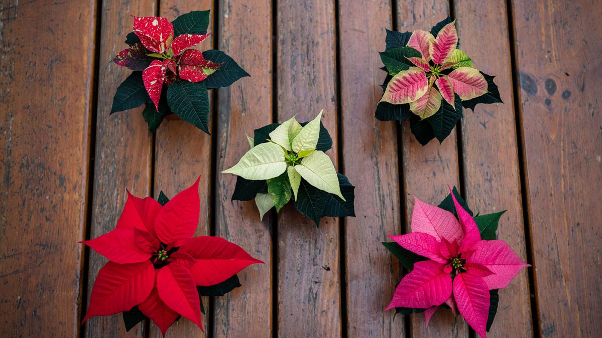 5 different coloured Poinsettia flowers