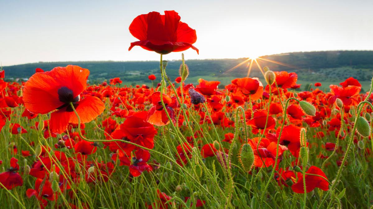 field of poppies