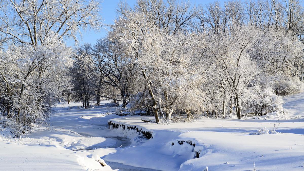 snowy creek and trees