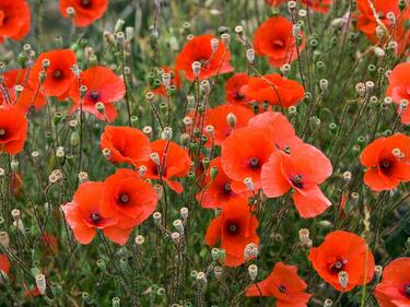 poppies in a field