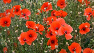 poppies in a field