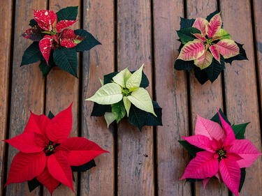 5 different coloured Poinsettia flowers
