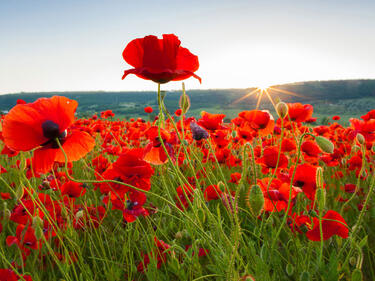 field of poppies