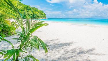 sandy beach by ocean with palm tree