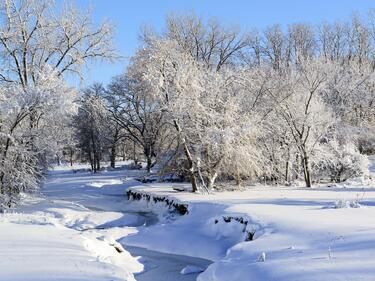 snowy creek and trees